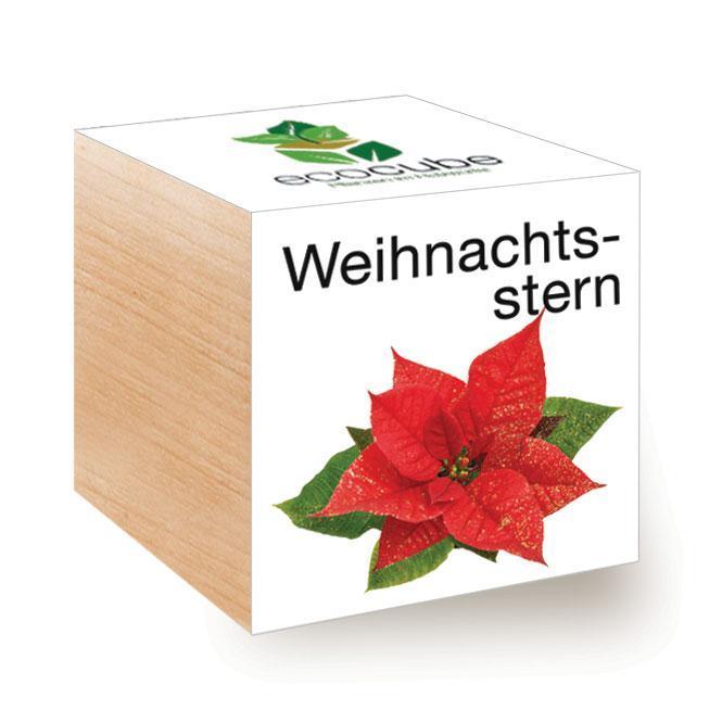 Weihnachtsstern, Euphorbia pulcherrima