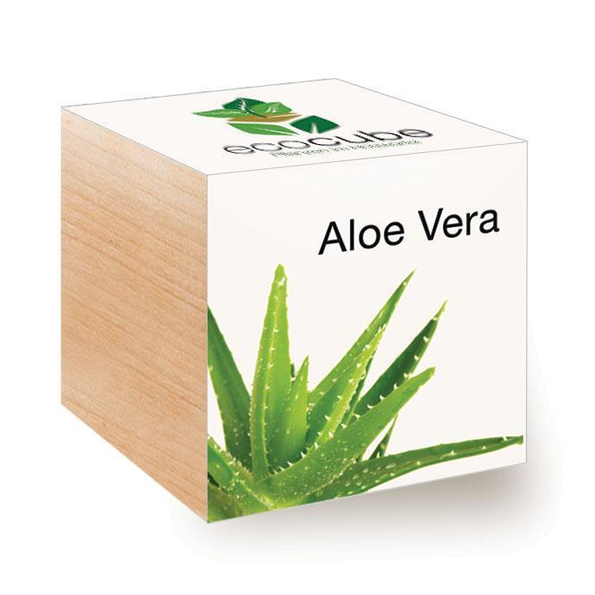 Ecocube Aloe Vera - Pflanzen im Holzwürfel