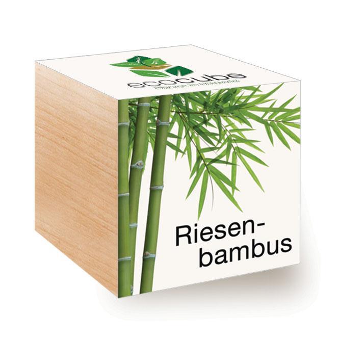 Ecocube Riesenbambus - Pflanzen im Holzw&#252;rfel